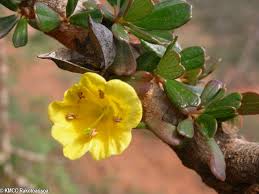 Image result for Rhigozum