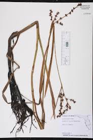 Image result for Scleria lacustris