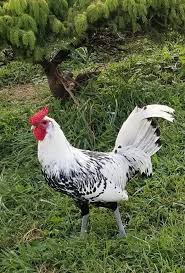 Deoxys cannot lay eggs, it is a legendary, no legendaries can lay eggs unless of course it was a cheat. Silver Spangled Hamburg Chicken Chicks For Sale Cackle Hatchery