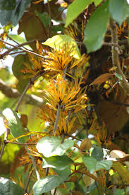 Image result for Phragmanthera