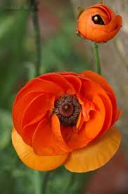 Pin On Animals And Nature