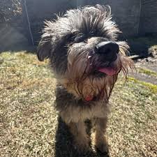 Latte - Adoptable Pet | Petfinder | Petfinder