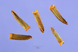 Image result for Rudbeckia laciniata