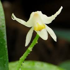 Image result for Polystachya fallax