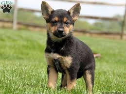 Black And White Maltese Chihuahua Mix German Shepherd Chihuahua Mix Cute Cats And Dogs German Shepherd Chihuahua Mix Chihuahua