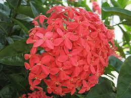 We did not find results for: Ixora University Of Florida Institute Of Food And Agricultural Sciences