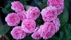 View the profiles of people named bishops castle rose. New Rose 2021 David Austin Rose Bishop Castle Youtube