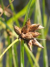 Image result for Bolboschoenus