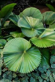 Image result for Licuala