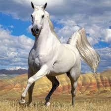 Online jigsaw puzzles have never been more exciting! Horses Jigsaw Puzzles Aplicaciones En Google Play