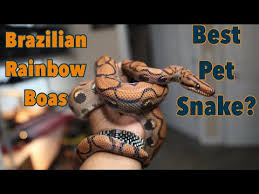 Brazilian Rainbow Boa Care Sheet – Reptiles By Mack