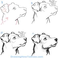 We've learned to draw many different animals and objects together already and i am really happy to share this puppy. How To Draw A Terrier S Face Dog S Face With Easy Steps How To Draw Step By Step Drawing Tutorials Dog Face Drawing Dog Drawing Dog Drawing Simple