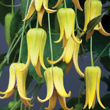 Clematis Repens Old Man S Beard The Twinkle Bell Clematis Hardy Perennial Clematis Plants Clematis Climbing Plants