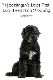 But there are breeds of cat that produce lower levels of the fel d 1 protein, which is a protein that makes some people uniquely allergic to cats and not other animals. 7 Easy Hypoallergenic Dogs That Are Practically No Maintenance Http Www Dogvills Com
