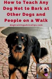 House Training A Puppy In 5 Days And Dog Training Courses Toronto Dog Training Obedience Dog Obedience Dog Training Tips