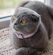 Scottish Fold British kittens for sale.