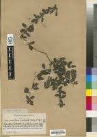 Image result for Rhoicissus tridentata