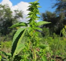 Image result for Acalypha