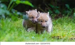 Image result for wolf cub