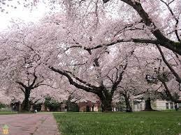 Yoshino Cherry Tree Cherry Trees Garden Cherry Tree Yoshino Cherry Tree