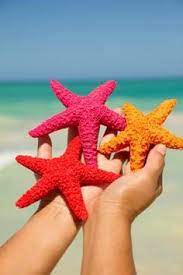 Other shells and a starfish float freely or sink to the bottom. 49 Starfish Ideas Starfish Ocean Life Under The Sea