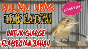 Suara panggilan burung tledekan gunung betina nyuling merrduh untuk pancingan , audio mp3 masteran tledek betina. Suara Burung Flamboyan Betina Siulan Dan Tembakan Burung Bewick S Wren Om Kicau Suara Pikat Betina Jantan Ciblek Buat Pikat Dan Masteran 100 Suara Duet Pikat Cingcoho Jantan Dan Betina