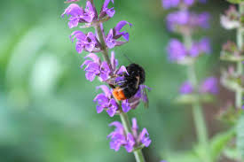 Maybe you would like to learn more about one of these? Thyme In Your Garden