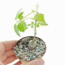 Image result for Cyphostemma adenocaule