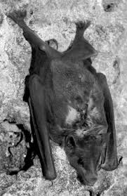 We work hard to protect your security and privacy. Sexual Selection In Neotropical Bats Sciencedirect
