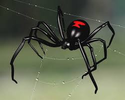 Black widow spiders ( latrodectus mactans and latrodectus hesperus) are found throughout the united states healthlink bc, your provincial health line, is as close as your phone or the web any time of the day or night, every day of the year. How To Control Black Widow Spiders Gilles Lambert Pest Control