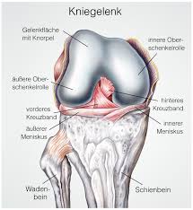 Wenn Das Knie Knirscht Gonarthrose Orthinform