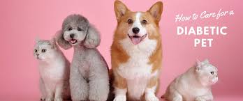 33 reviews of pet care center to begin i have to say i do like all the vets we've see here so far. How To Care For A Diabetic Pet Msah Metairie Small Animal Hospital New Orleans La