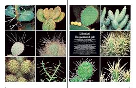 Prickly pear cactus represent about a dozen species of the opuntia genus (family cactaceae) in the north american deserts. Opuntia The Prickly Pears Sculptural Forms And Splendid Flowers Monaco Nature Encyclopedia