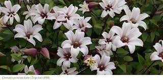 Check spelling or type a new query. Gardening Features From Crocus Co Uk Late Summer Clematis