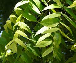 Image result for Juglans