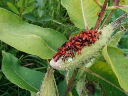 A good choice for butterfly gardens due to its non invasive nature. Spreading Milkweed Not Myths Monarch Butterflies Lay Their Eggs On By U S Fish And Wildlife Service Updates From The U S Fish And Wildlife Service Medium