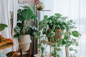 Maybe you would like to learn more about one of these? 5 Tips To Start Grow Your Own Beautiful Indoor Garden