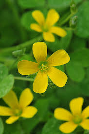 Image result for Oxalis corniculata