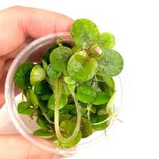 Image result for Limnobium laevigatum