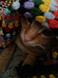 cookie ve battaniye kedi battaniye