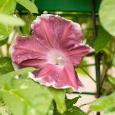 Find this pin and more on morning glories ~ god's gift to the early riser by lakeland yard and garden. Outsidepride Morning Glory Red Picotee 100 Seeds Patio Lawn Garden Go Gardening