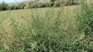 Image result for Chenopodium opulifolium