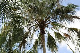 Image result for Livistona drudei