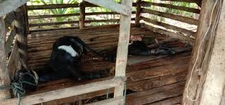 Temui beragam hewan di habitat aslinya seperti owa jawa, kepik raksasa, sigung, macan tutul, lutung, surili, dan kalau beruntung, kamu bisa melihat elang jawa. Sudah 3 Ekor Kambing Milik Warga Diterkam Harimau Suha News