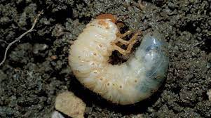 Chafer Grubs How To Kill Remove And Prevent Them From Invading Your Lawn