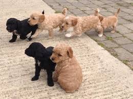 Maybe you would like to learn more about one of these? Cockapoo Puppies Ready For New Homes Alabama Birmingham 144528 We Have Some Beautiful F1 Cockapo Cockapoo Puppies Cockapoo Puppies For Sale Puppies For Sale