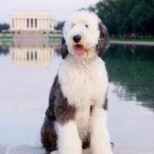 567 likes · 55 talking about this. Sheepadoodle Uk United Kingdom 3 In 2021 Dog Thoughts Sheepadoodle Puppy Sheepadoodle