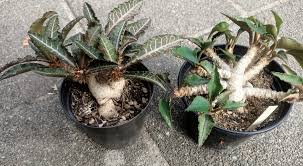 Image result for Euphorbia davyi