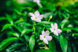 We did not find results for: Jasmine Flowers Types Of Jasmines How To Grow And Health Benefits