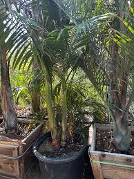 Image result for Archontophoenix cunninghamiana